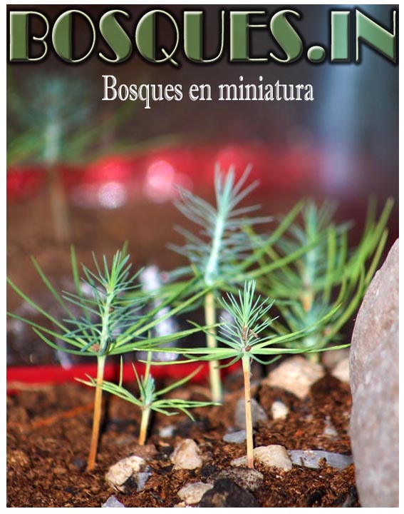 Miniature Forest, miniature trees, 